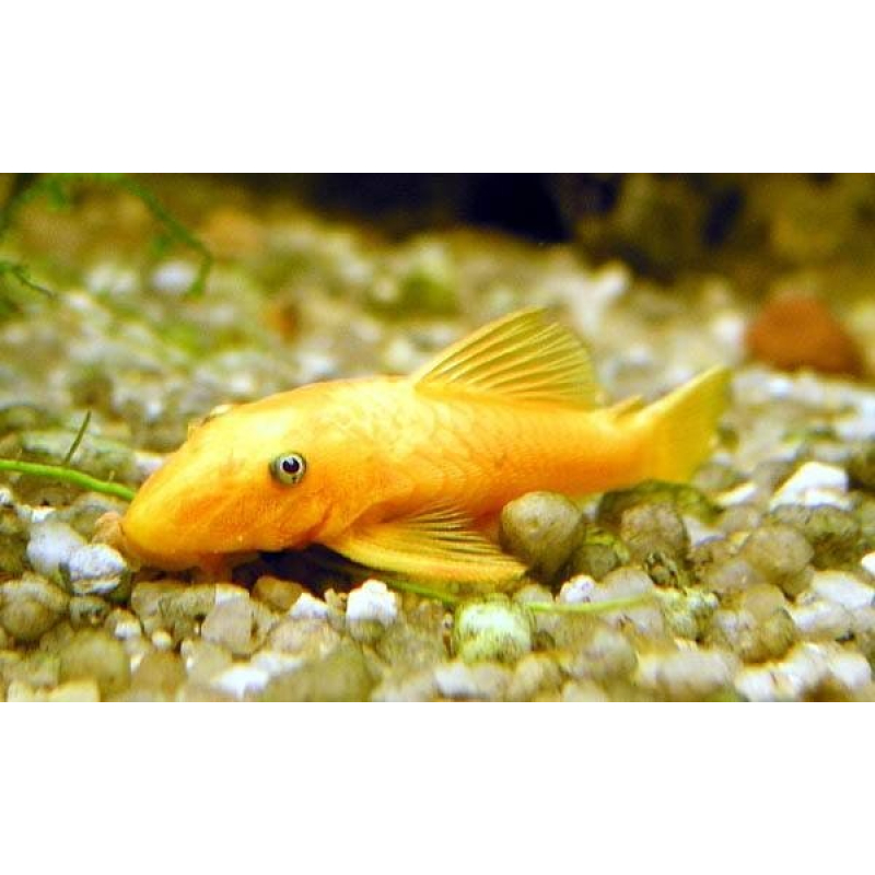 Ancistrus Dolichopterus albino